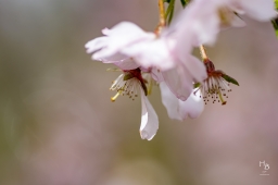 Körsbärsblommor i rosa och vitt